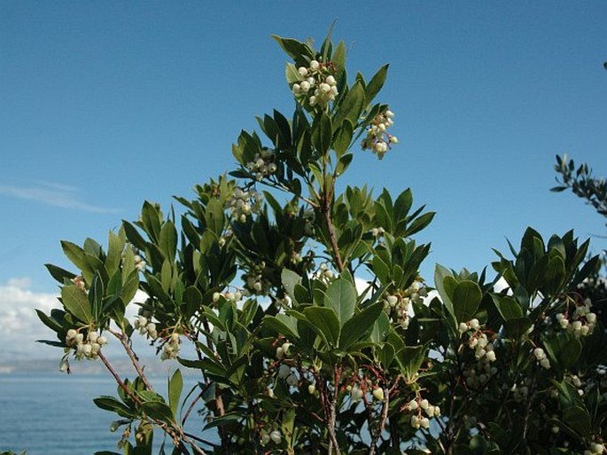 Arbutus unedo