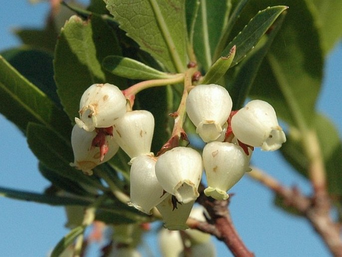 ARBUTUS UNEDO L. - planika