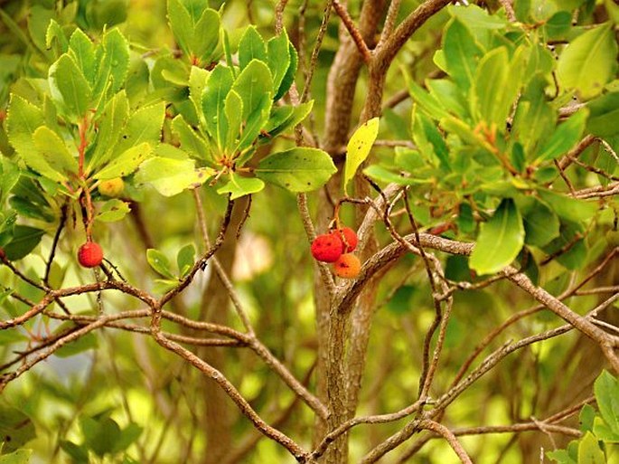 Arbutus unedo