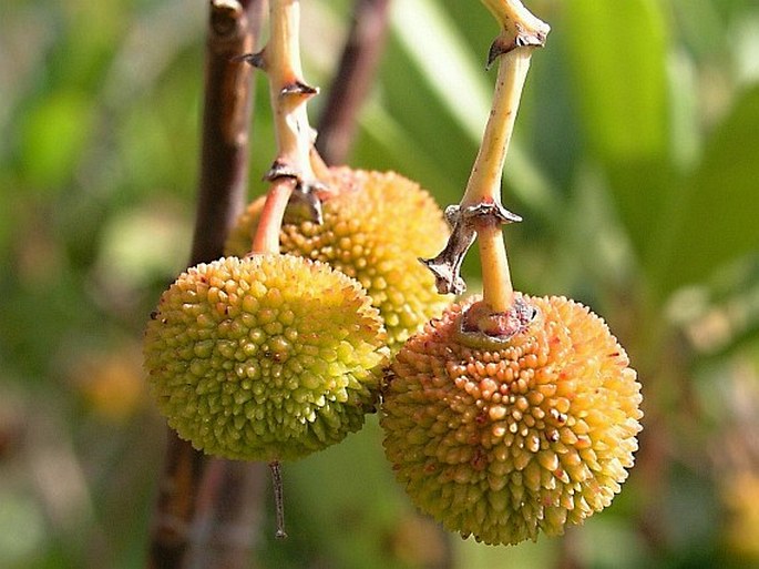 Arbutus unedo