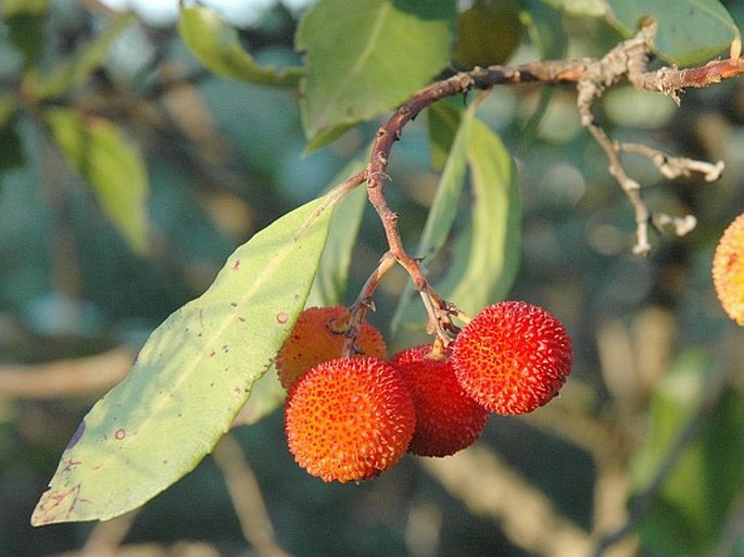 Arbutus unedo