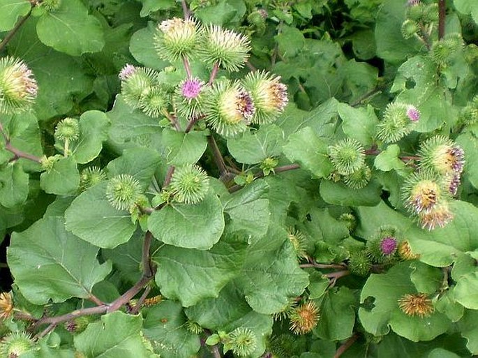 Arctium lappa