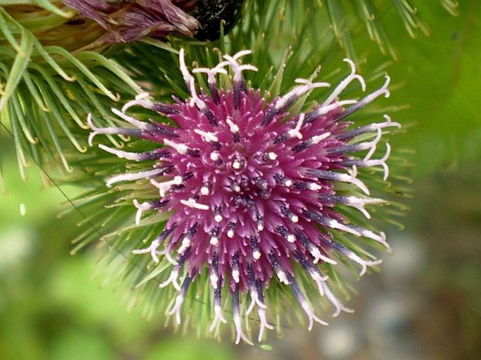 Arctium lappa