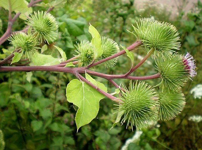 Arctium lappa