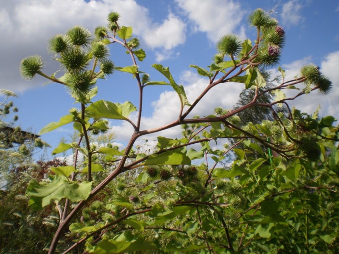 Arctium lappa