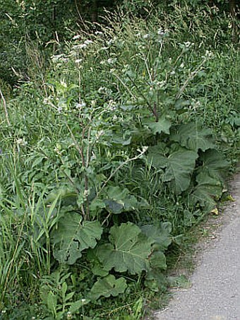 Arctium tomentosum