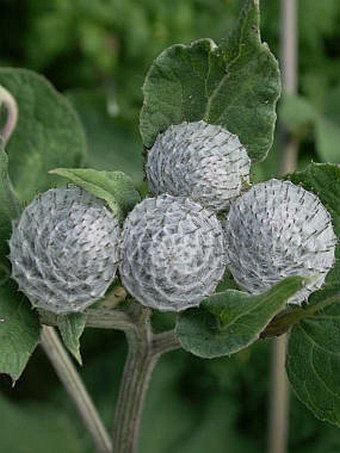 Arctium tomentosum