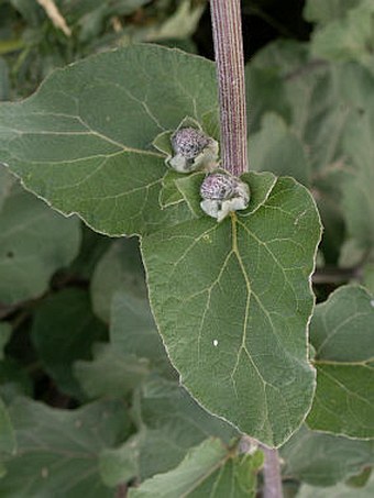 Arctium tomentosum