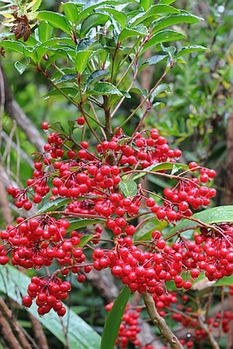 Ardisia crenata