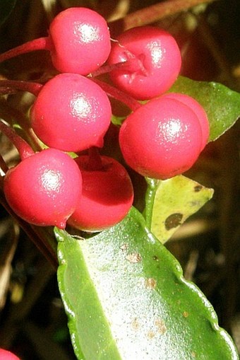 Ardisia crenata