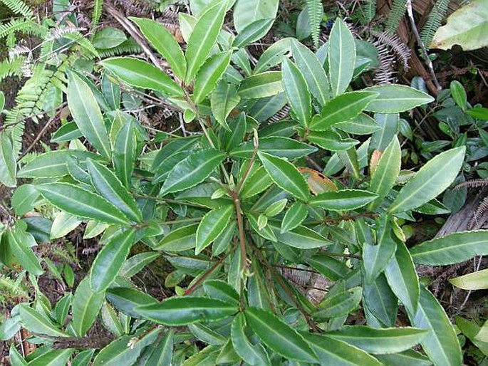 Ardisia crenata