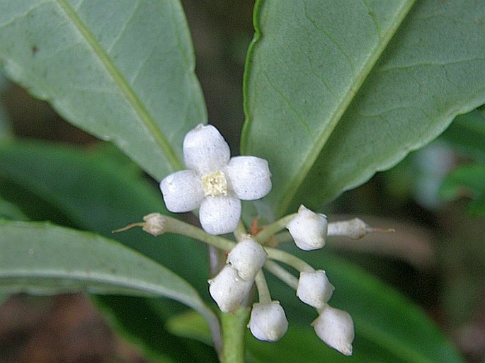 Ardisia crenata