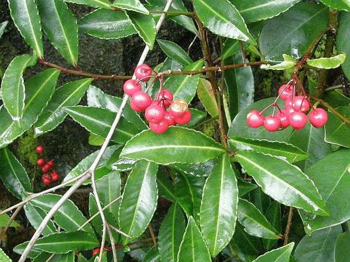 Ardisia crenata