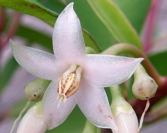 Ardisia elliptica