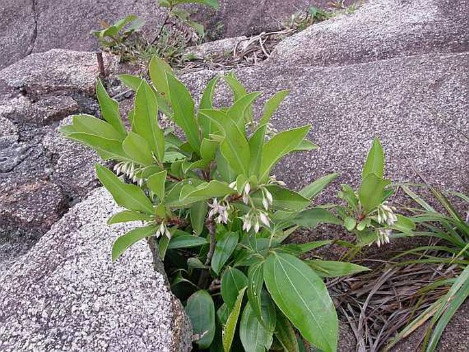 Ardisia elliptica