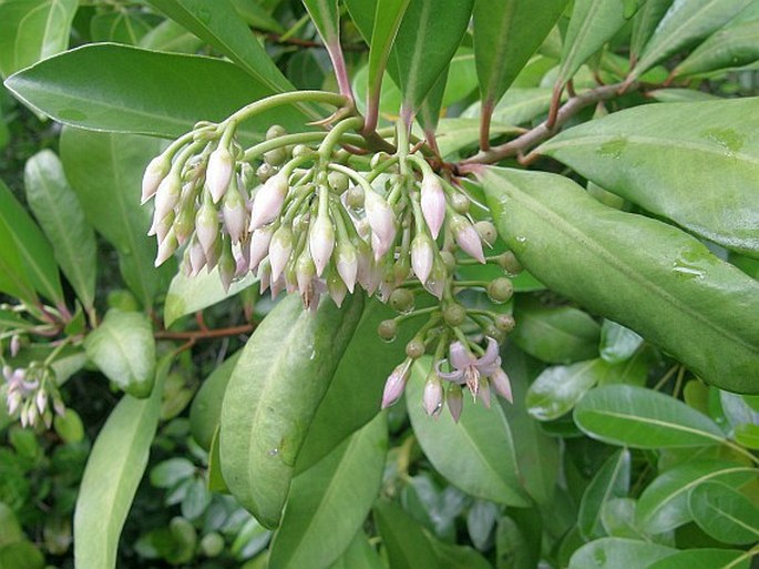 Ardisia elliptica