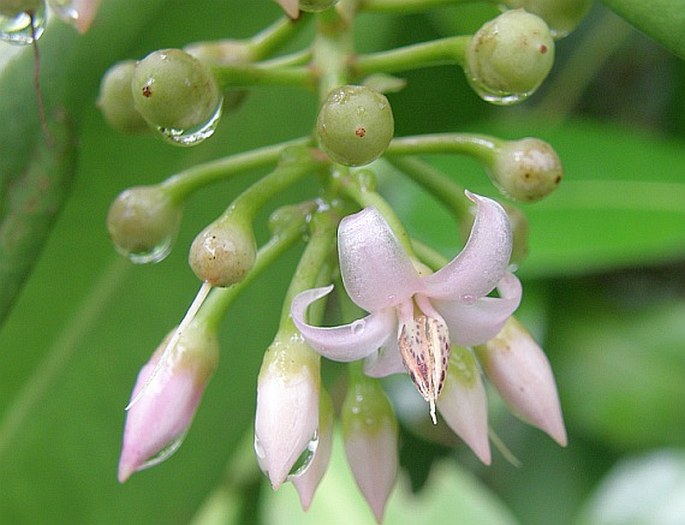 Ardisia elliptica