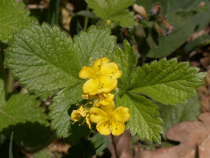 AREMONIA AGRIMONOIDES (L.) DC. - řepíček řepíkovitý / repíček repíkovitý