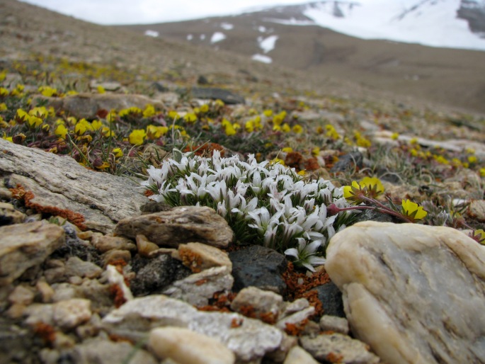 Arenaria bryophylla