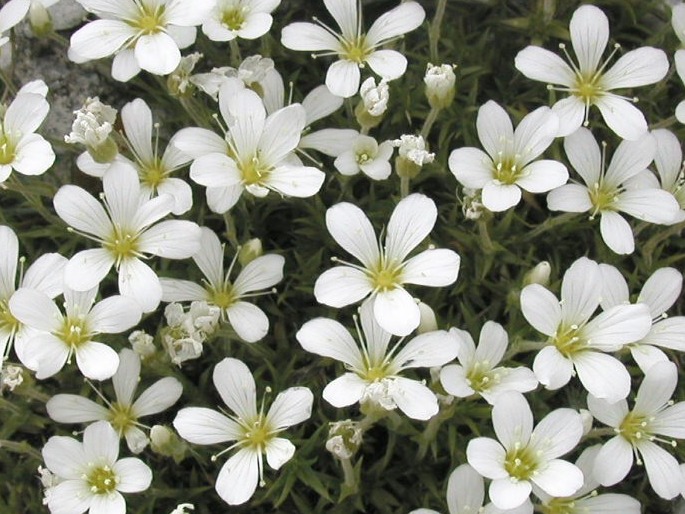 Arenaria grandiflora