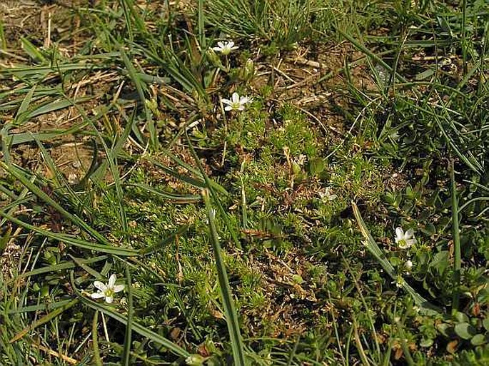 Arenaria moehringioides