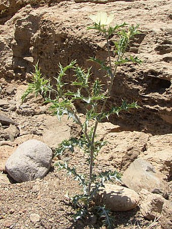 Argemone ochroleuca