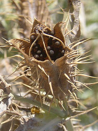 Argemone ochroleuca