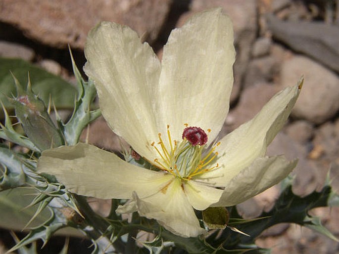 ARGEMONE OCHROLEUCA Sweet - pleskanka