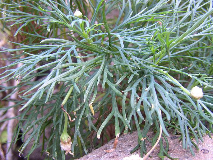 Argyranthemum foeniculaceum