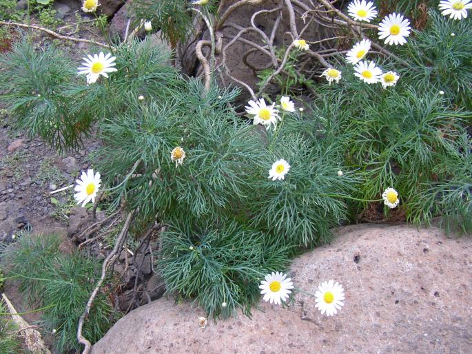 Argyranthemum foeniculaceum