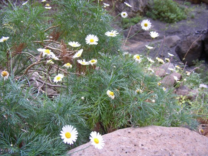 Argyranthemum foeniculaceum