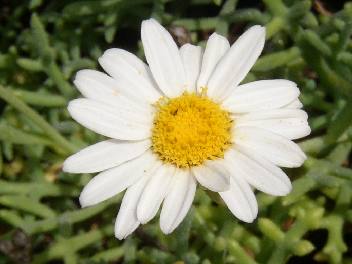 Argyranthemum frutescens