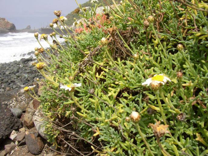 Argyranthemum frutescens