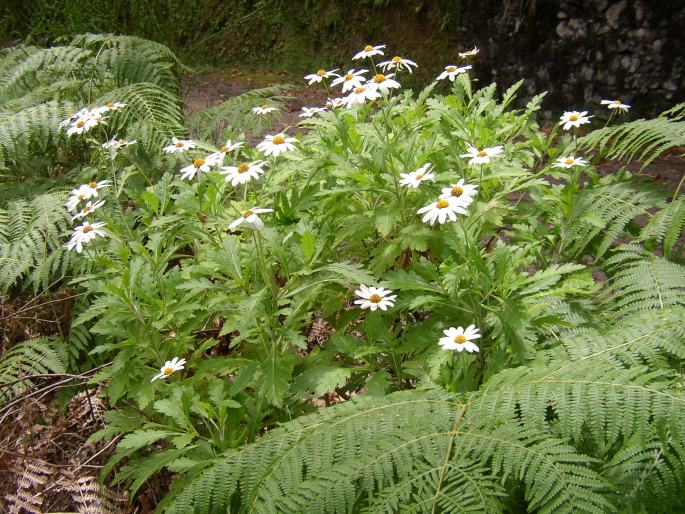 Argyranthemum pinnatifidum