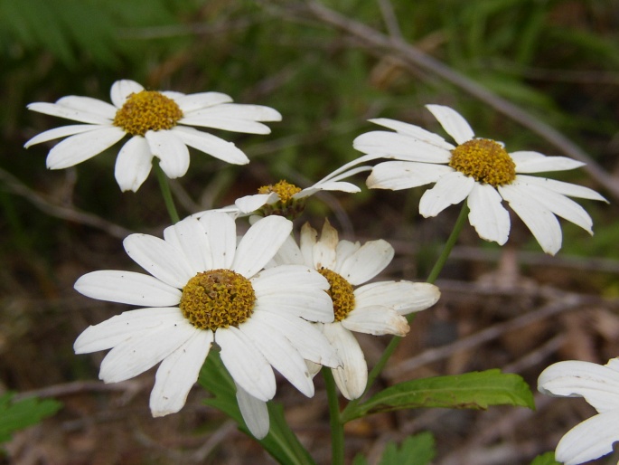 Argyranthemum pinnatifidum