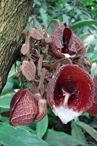 Aristolochia arborea