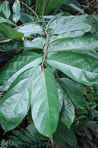 Aristolochia arborea