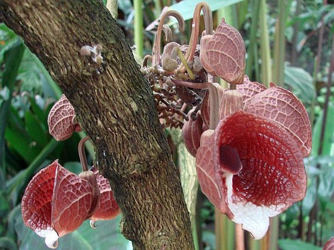 Aristolochia arborea