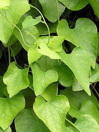 Aristolochia gigantea