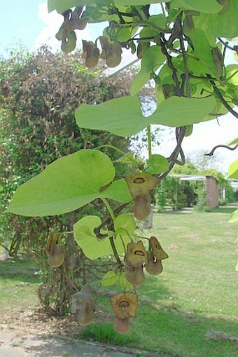 Aristolochia macrophylla