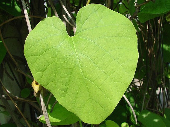 Aristolochia macrophylla