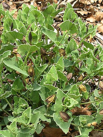 Aristolochia pistolochia