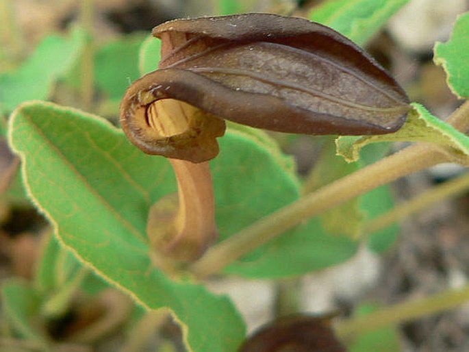 ARISTOLOCHIA PISTOLOCHIA L. - podražec západní / vlkovec