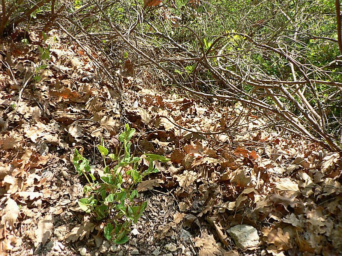 Aristolochia pistolochia