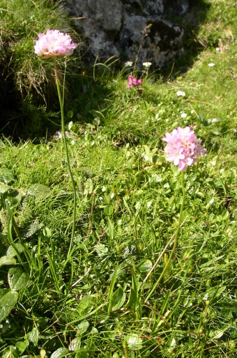 Armeria alpina