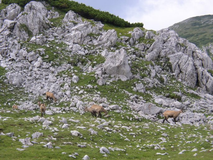 Armeria alpina