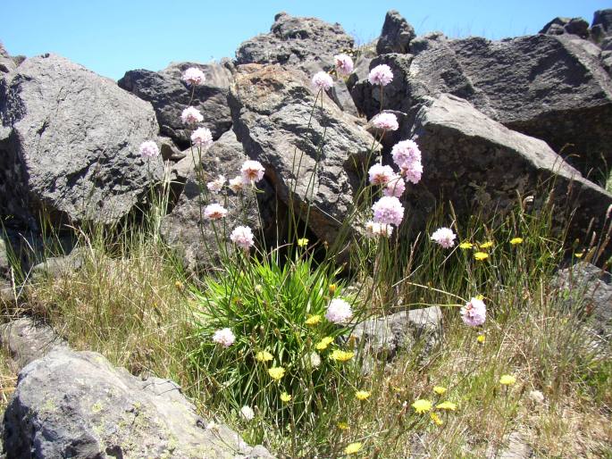 Armeria maderensis