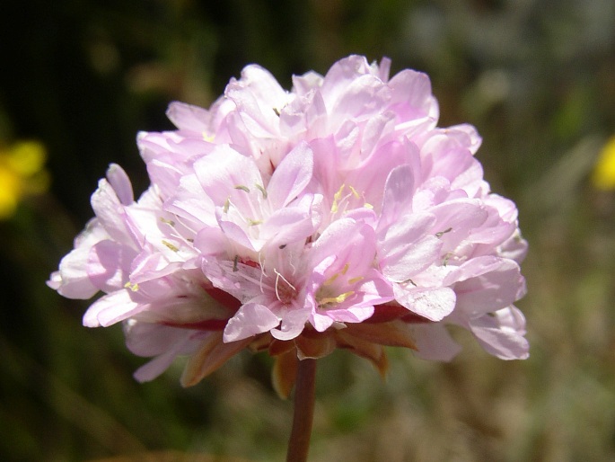 Armeria maderensis