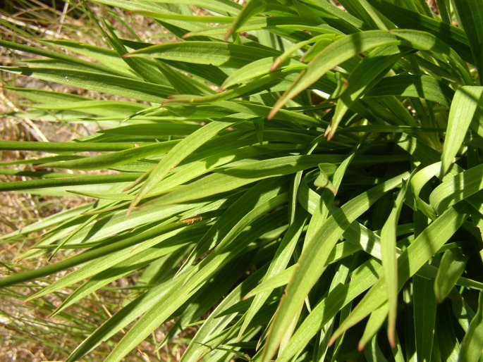 Armeria maderensis