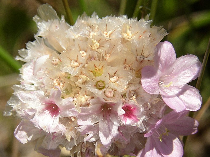 Armeria maderensis